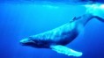 /album/vulnerable-animals/humpback-whale-jpg/